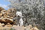 WESTIE 042